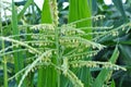 Panicle of corn blooms in a field Royalty Free Stock Photo