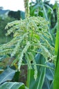 Panicle of corn blooms in a field Royalty Free Stock Photo