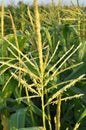 Panicle of corn blooms in a field Royalty Free Stock Photo
