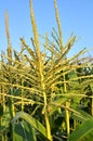 Panicle of corn blooms in a field Royalty Free Stock Photo