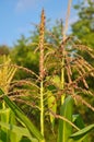 Panicle of corn blooms in a field