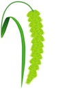 Panicle with flowers of foxtail millet plant on a white background.