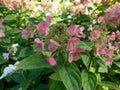 Panicle Hydrangea (Hydrangea paniculata) \'Bombshell\' flowering with rosy pink flowers in late autumn