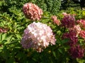 Panicle Hydrangea (Hydrangea paniculata) \'Bombshell\' flowering with pink flowers