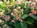 Panicle Hydrangea (Hydrangea paniculata) \'Bombshell\' flowering with pink flowers