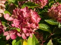 Panicle Hydrangea (Hydrangea paniculata) \'Bombshell\' flowering with rosy pink flowers in late autumn