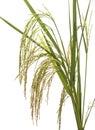 Panicle rice Royalty Free Stock Photo