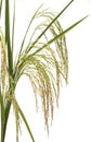 Panicle rice Royalty Free Stock Photo