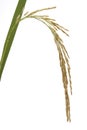 Panicle rice Royalty Free Stock Photo