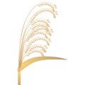 A panicle of ripe millet isolated on a white background.