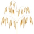 A panicle of ripe oats isolated on a white background.