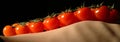 Panicle tomatoes on ribs