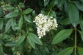 Panicle of white flowers of common privet Royalty Free Stock Photo