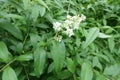 Panicle of white flowers of Ligustrum vulgare Royalty Free Stock Photo