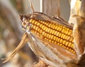 Panicle with yellow corn on the plant