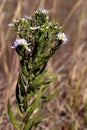 Panicled Aster 602707