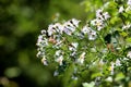 Panicled aster or Symphyotrichum lanceolatum plant branch with multiple small open white flowers with bright yellow center Royalty Free Stock Photo