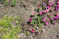 Panicled hydrangea e