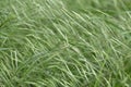 Panicles of barren brome, Bromus sterilis