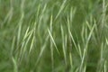 Panicles of barren brome, Bromus sterilis