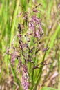 Panicles of Festuca rubra red fescue close up