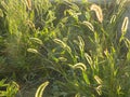 Panicles of grass on the lawn brightly lit by the sun