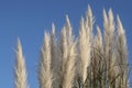 Panicles of pampas grass against the bright blue sky