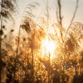 Panicles, Reeds by the lake in the rays of the setting sun, background Royalty Free Stock Photo