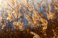 Panicles of reeds on the shore of the lake in sunset rays. Selective focus Royalty Free Stock Photo