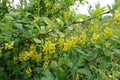 Panicles of yellow flowers of Berberis vulgaris