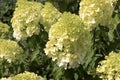 Panicular hydrangea of the polar bear variety. The concept of growing ornamental flowering bushes in the garden. Botanical garden