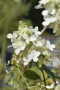 Paniculate hydrangea Cofetti Royalty Free Stock Photo