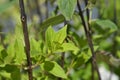 Paniculate hydrangea Cofetti Royalty Free Stock Photo