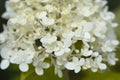 Paniculate hydrangea