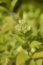Paniculate hydrangea Limelight Royalty Free Stock Photo