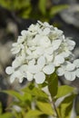 Paniculate hydrangea Limelight Royalty Free Stock Photo
