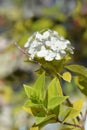 Paniculate hydrangea Limelight Royalty Free Stock Photo