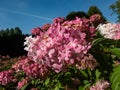 Paniculate hydrangea (Hydrangea) \'Vanille Fraise\' flowering with pyramid-shaped pink flower panicles