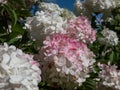 Paniculate hydrangea (Hydrangea paniculata) \'Vanille Fraise\' flowering with pyramid-shaped white flowers