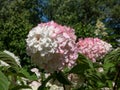 Paniculate hydrangea (Hydrangea paniculata) \'Vanille Fraise\' flowering with pyramid-shaped creamy-white