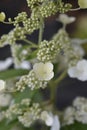 Paniculate hydrangea Phantom Royalty Free Stock Photo