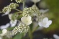 Paniculate hydrangea Phantom