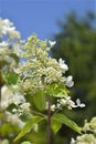 Paniculate hydrangea Ruby Royalty Free Stock Photo