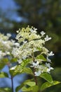 Paniculate hydrangea Ruby Royalty Free Stock Photo