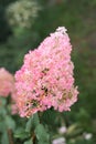Paniculate hydrangea variety Vanilla Fraise with beautiful bright pink inflorescences in autumn in the garden