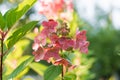 Paniculate hydrangea variety Wim\'s Red with beautiful bright pink inflorescences in autumn in the garden