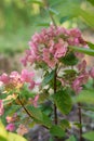 Paniculate hydrangea variety Wim\'s Red with beautiful bright pink inflorescences in autumn in the garden