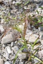 Panicum capillare in bloom