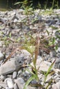 Panicum capillare in bloom