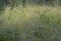 Panicum capillare plants that are dense and exposed to dew drops in the morning